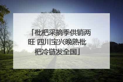 枇杷采摘季供销两旺 四川宝兴晚熟枇杷冷链发全国